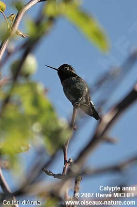 Anna's Hummingbird male adult breeding