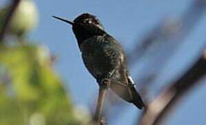 Anna's Hummingbird