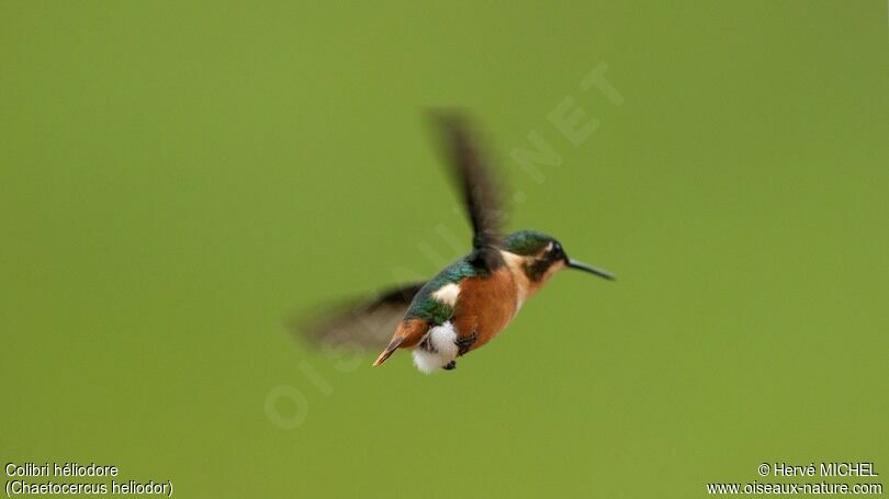 Colibri d'Héliodore