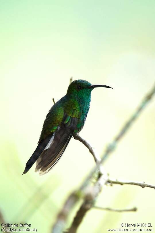 Colibri de Buffon mâle adulte, identification