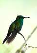 Colibri de Buffon