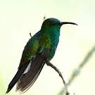Colibri de Buffon