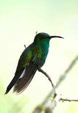 Colibri de Buffon