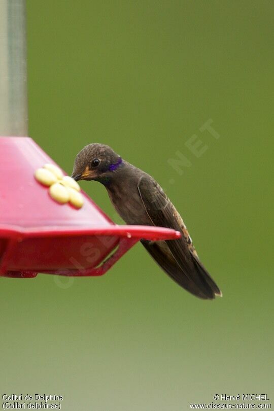 Brown Violetear