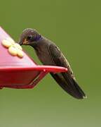 Brown Violetear