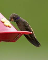 Colibri de Delphine