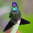 Colibri de la Talamanca
