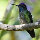 Colibri de la Talamanca