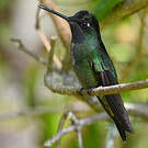 Colibri de la Talamanca