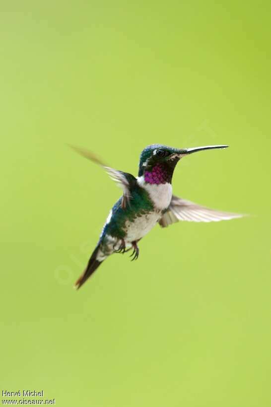 White-bellied Woodstar male adult, pigmentation, Flight