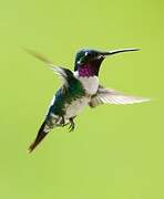 Colibri de Mulsant