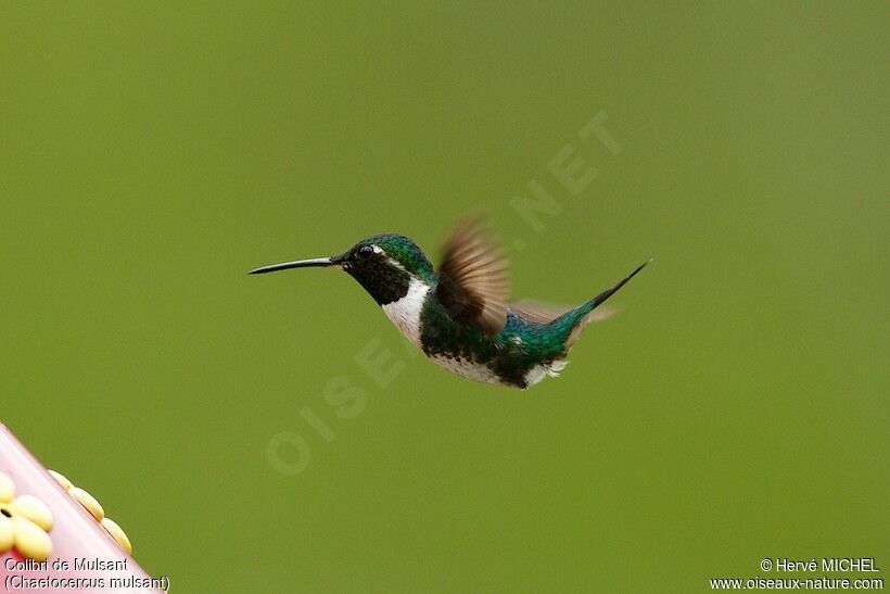 White-bellied Woodstar