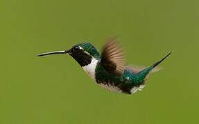 White-bellied Woodstar