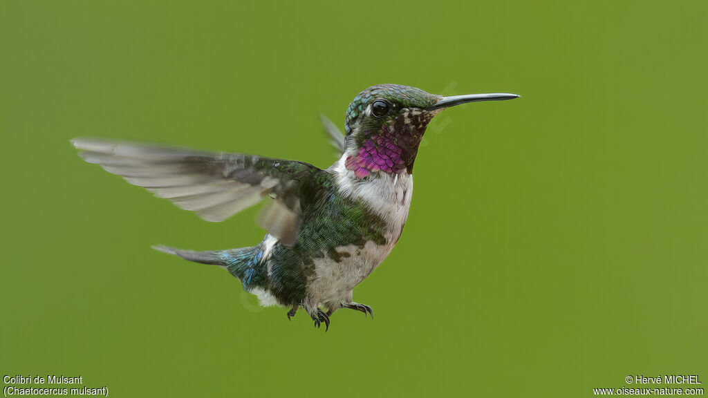 Colibri de Mulsant