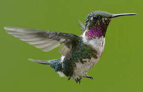 White-bellied Woodstar