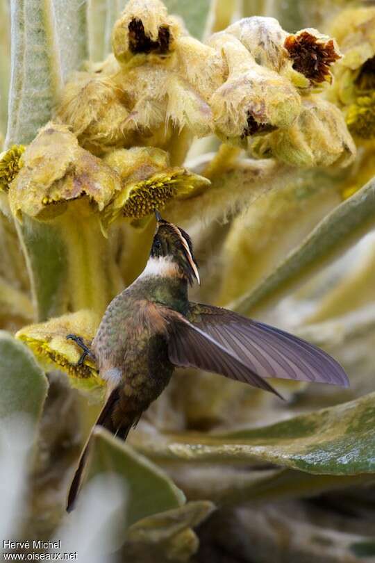 Buffy Helmetcrest male, adult, eating
