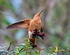 Colibri étincelant