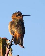 Colibri étincelant