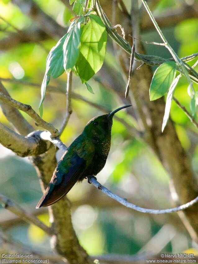 Colibri falle-vert