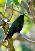 Green-throated Carib