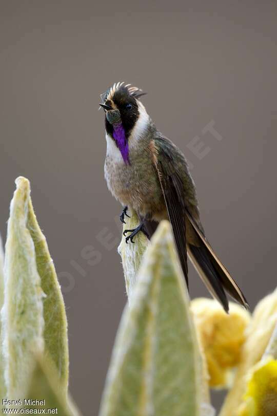 Buffy Helmetcrest male adult, close-up portrait, pigmentation