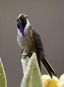 Colibri fauve