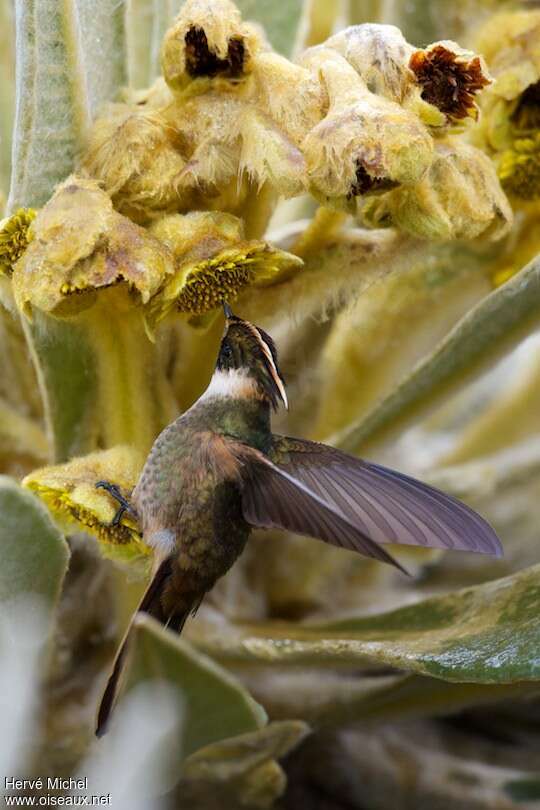 Colibri fauve mâle adulte, mange