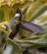 Colibri fauve