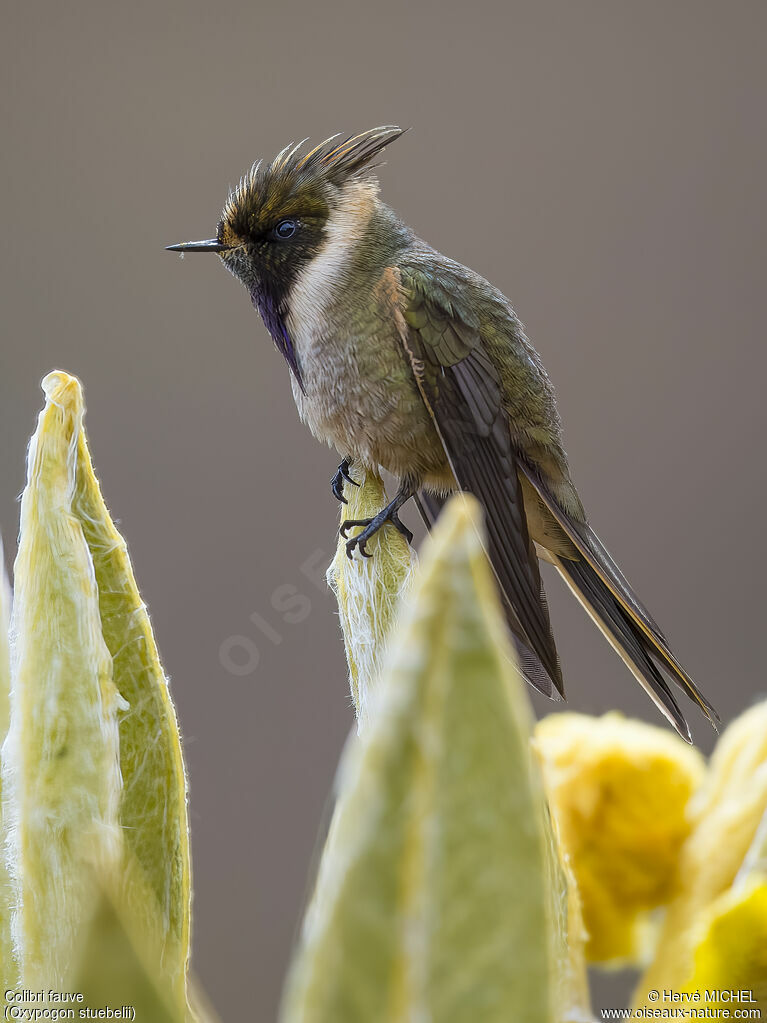 Colibri fauve