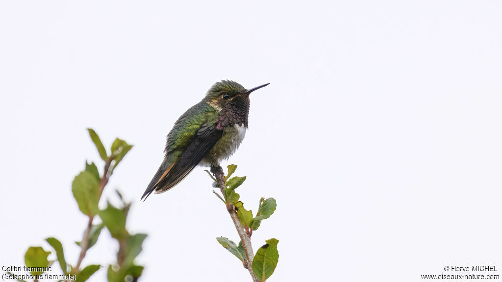 Colibri flammule mâle adulte