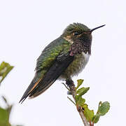 Volcano Hummingbird