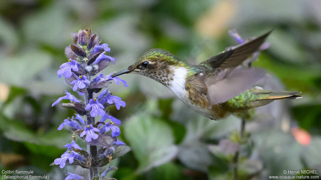 Colibri flammule femelle