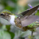 Colibri flammule