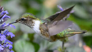 Volcano Hummingbird