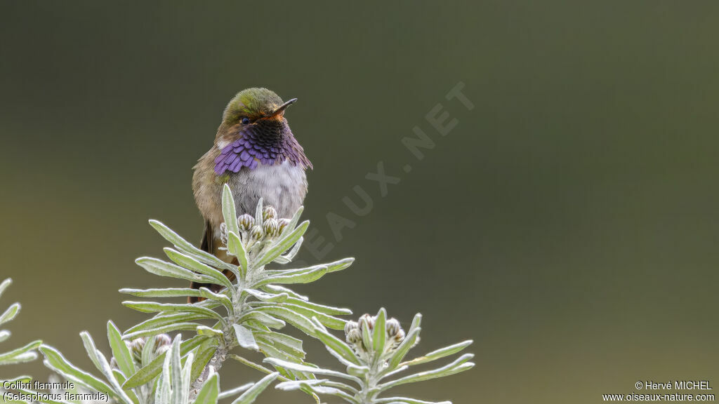 Colibri flammule mâle adulte