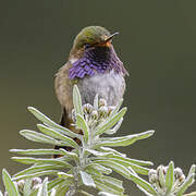 Volcano Hummingbird