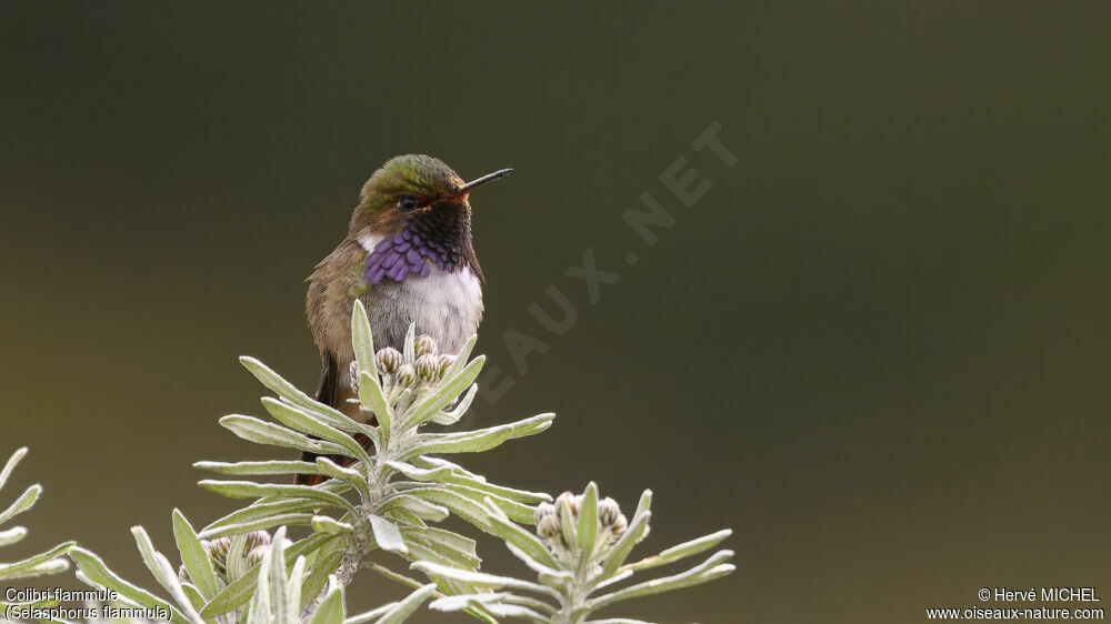 Colibri flammule