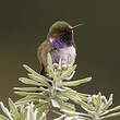 Colibri flammule