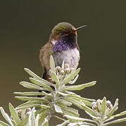 Colibri flammule