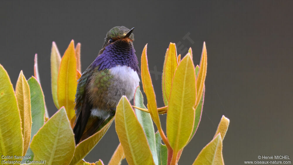 Colibri flammule