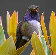 Volcano Hummingbird