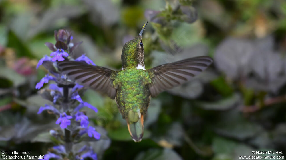 Colibri flammule femelle