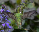 Colibri flammule