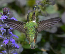 Volcano Hummingbird