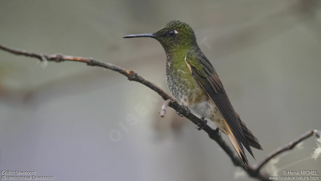 Colibri flavescent