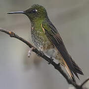 Buff-tailed Coronet