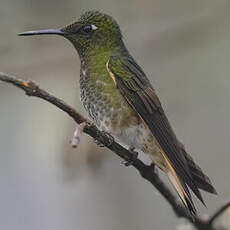 Colibri flavescent