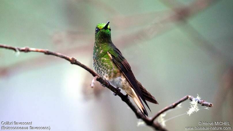 Colibri flavescent