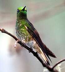 Colibri flavescent