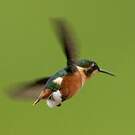 Colibri héliodore